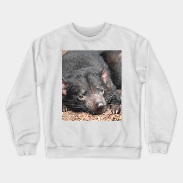 Tasmanian Devil Crewneck Sweatshirt by kirstybush